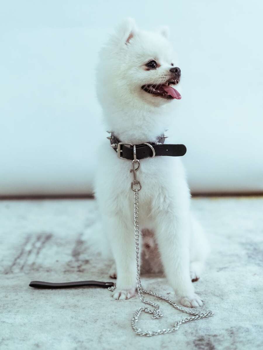 طقم من قطعتين من مقود وطوق الحيوانات الأليفة المزخرف بالمسامير